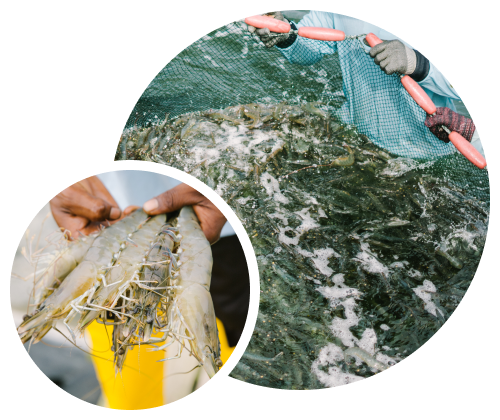 Shrimp Farming